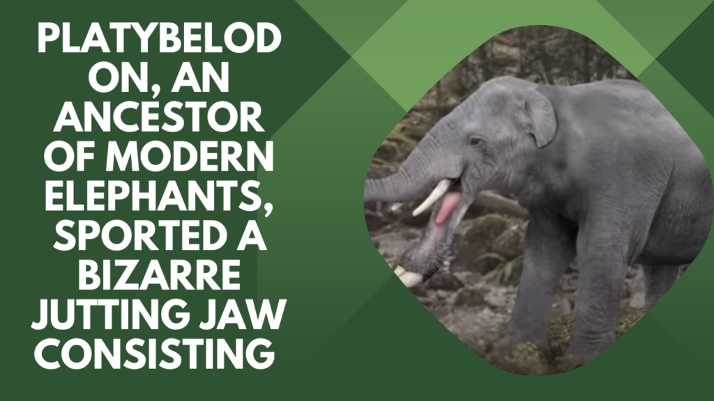 Platybelodon: The Fleshy-Sporked Elephant Ancestor