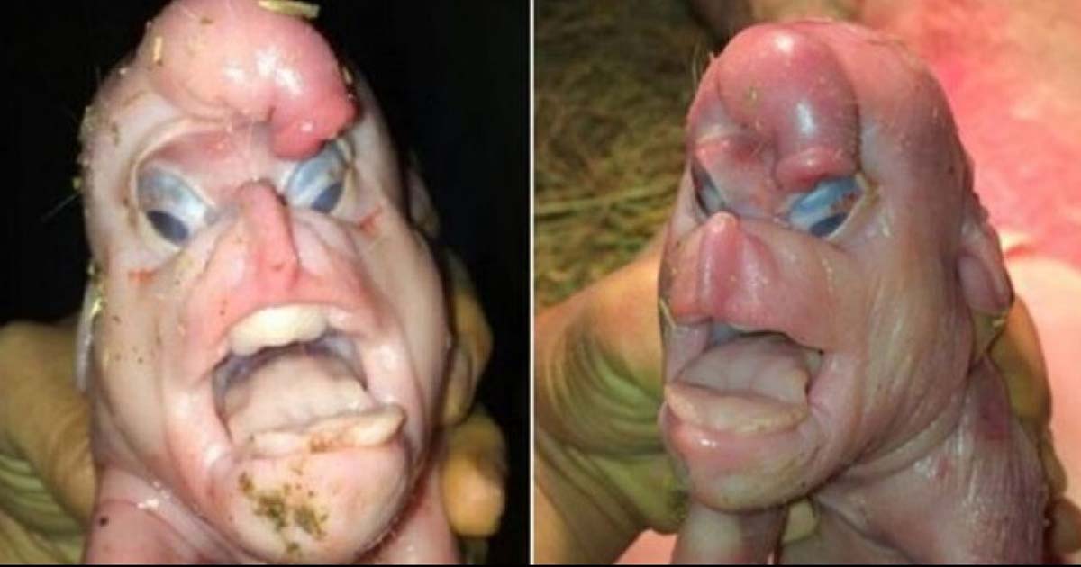 A Farmer Is Amazed When Someone Pays Thousands Of Dollars For A Mutant Pig With A Human Face That Has Just Been Born