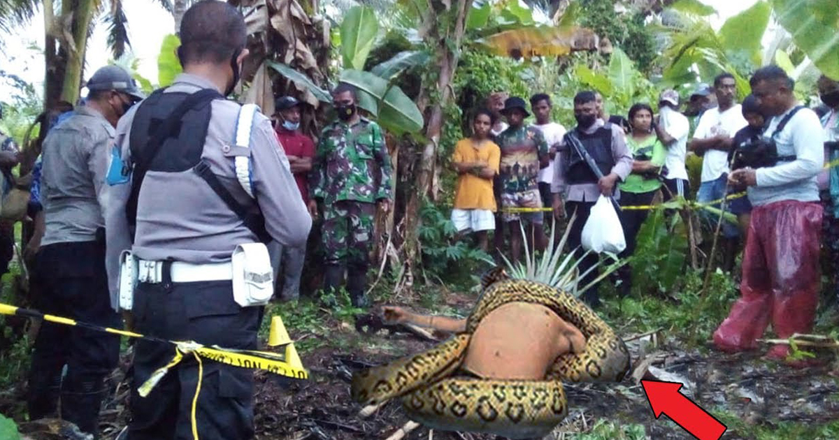 Aghast The Man Was Entangled By A Giant Python But Everyone Around Just Knew Not To Look