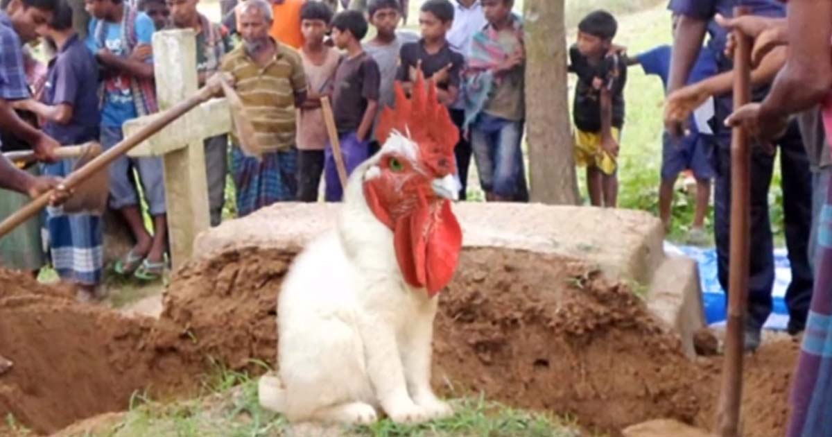 Netizens Were Surprised To See A Video Of A Strange Creature With A Chicken Head But With 4 Mysterious Legs