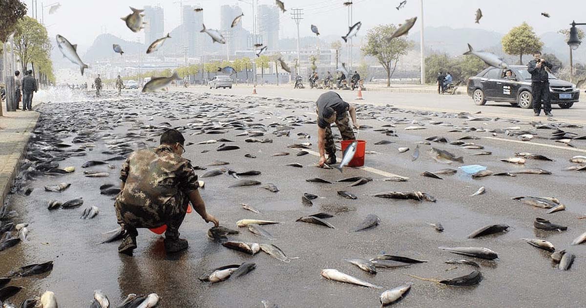 The Mystery Of Millions Of Fish Falling From The Sky Like A Rain Makes People Amazed