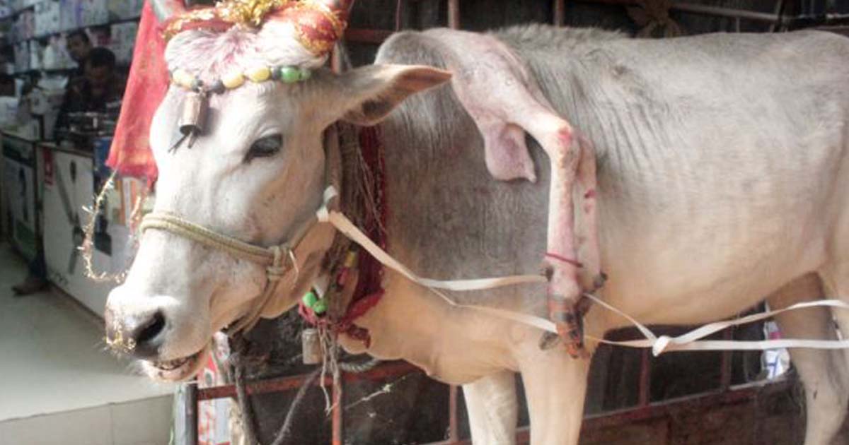 A Five-Legged Cow Walking Around India With An Appendage Stuck To Its Neck