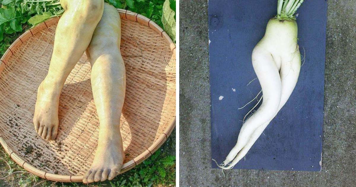 Radishes Have The Most Distinctive Shape In The World, Like The Legs Of A Young Girl