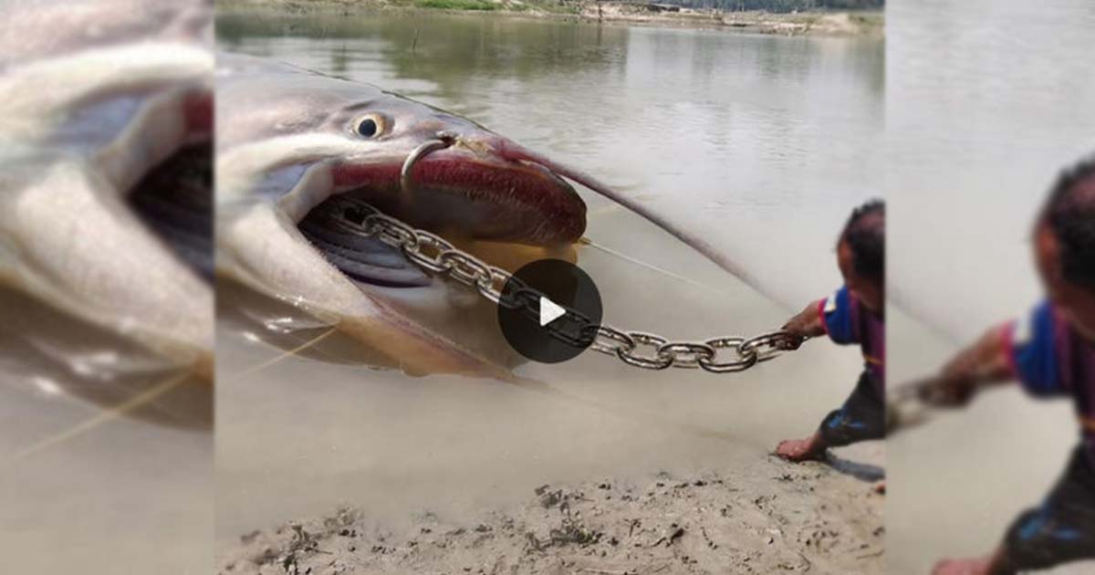 The Lucky Man Caught The Giant Catfish In A Very Special Way