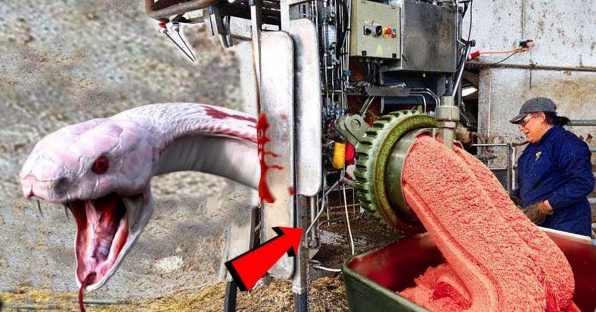 The World's Most Mysterious Giant Snake-Factory And Things You've Never Seen Before