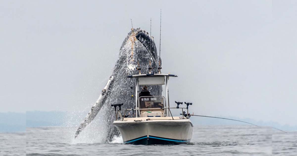 Terrifying Encounter : Astonishing Moment As A Humpback Whale Surges From The Depths, Thrusting The Ship Out Of The Water