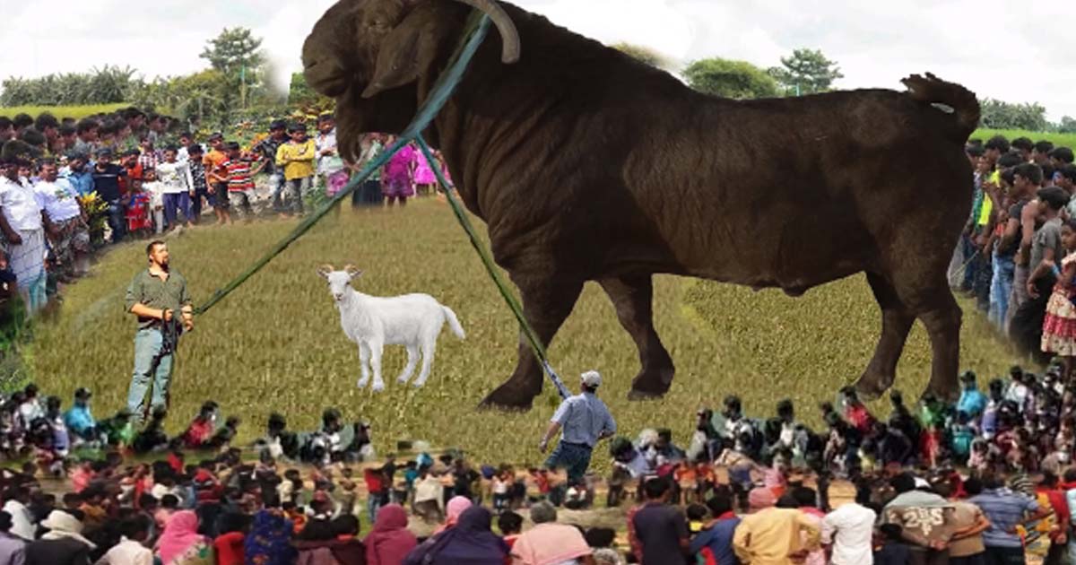 People From All Over Come To See The World's Largest Mutant Goat With A Size A Thousand Times Larger Than Normal