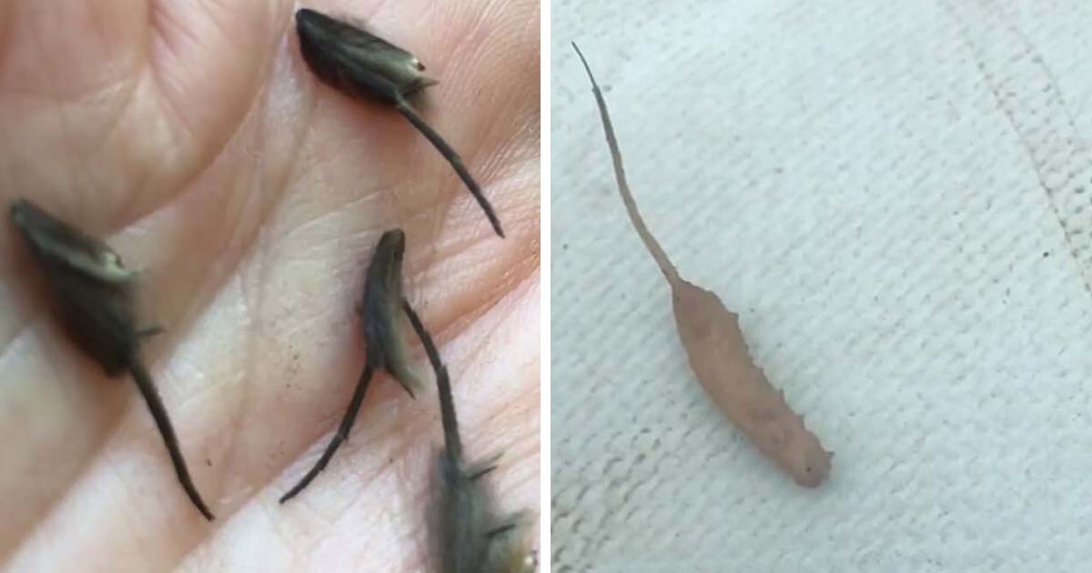 Startled Woman Runs Away When She Sees Tiny Creatures That Are Very Similar To Baby Mice But Extremely Strange In Her Kitchen