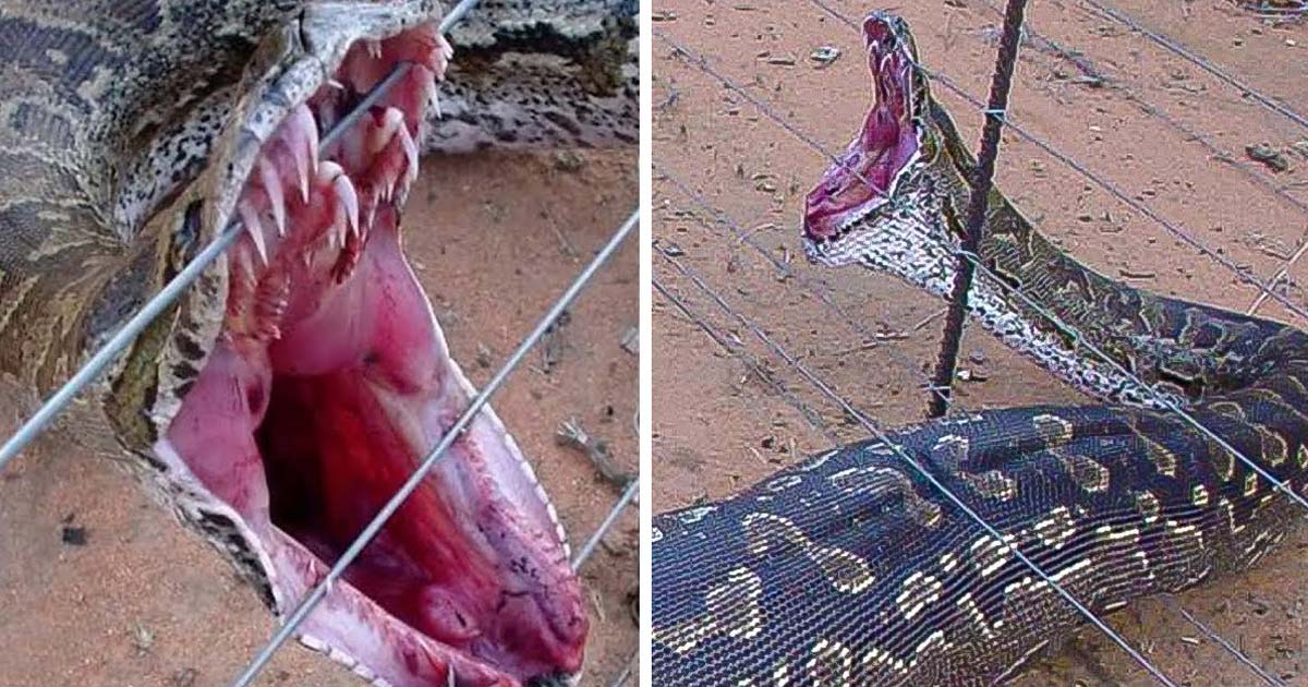 The Giant Ferocious Python Is Tightly Wrapped In The Wire And The End