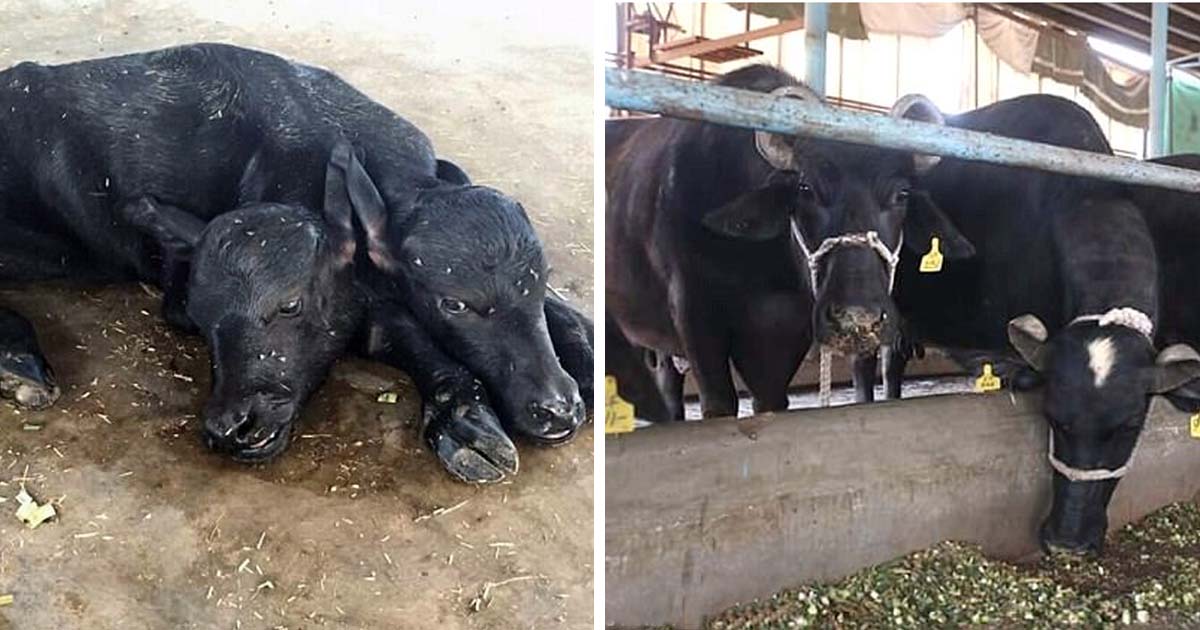 The Occasion Of The Birth Of A Two-Headed Mutant Black Buffalo In Pakistan On Dairy Farm