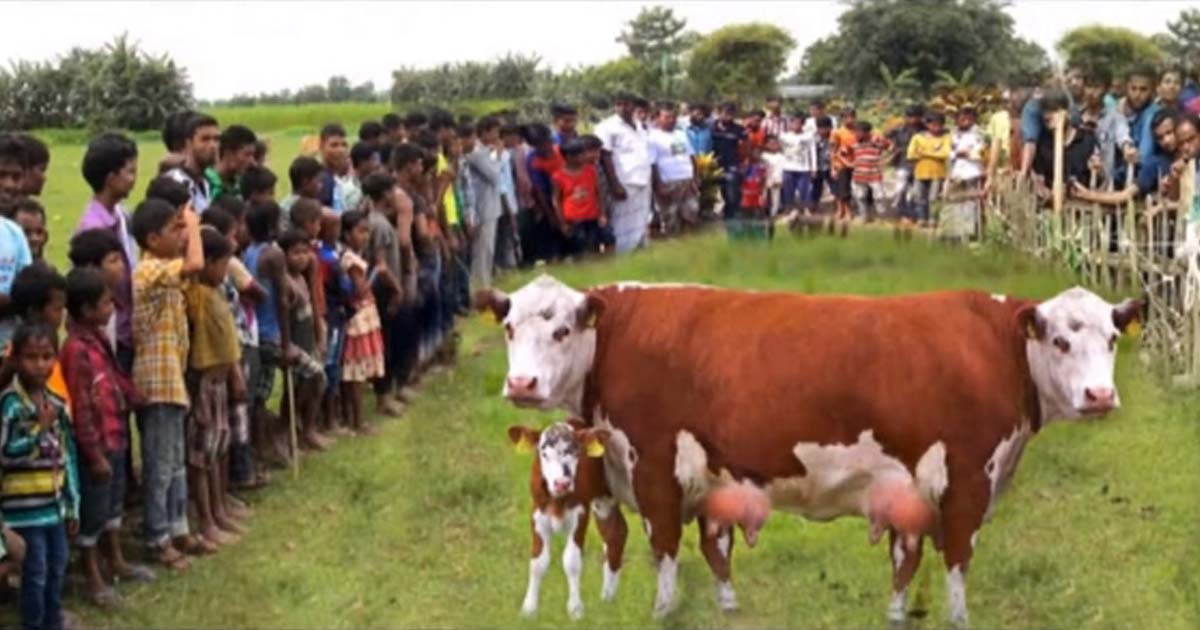 People Flocked To See How The Super Rare Two-Headed Cow In The World Would Give Birth