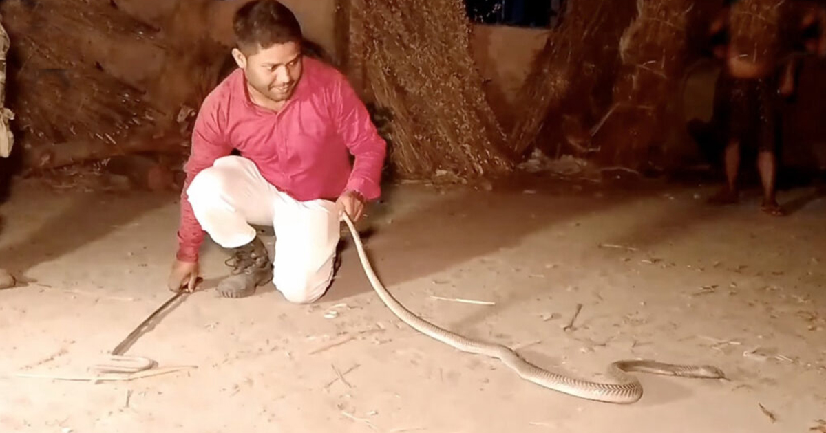 Extraordinary Rescue Family Saves Father And Sleeping Child From A Startling Cobra Snake Encounter