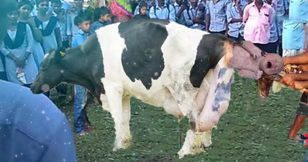 Heaven Move! The Mother Cow Suddenly Gave Birth To A Human Baby That The Farmer Couldn't Believe