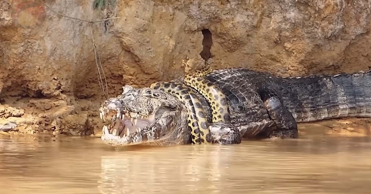 Live Footage Of Residents Witnessing A giant Anaconda's Fierce Fight With A Crocodile In The River !! Horrified
