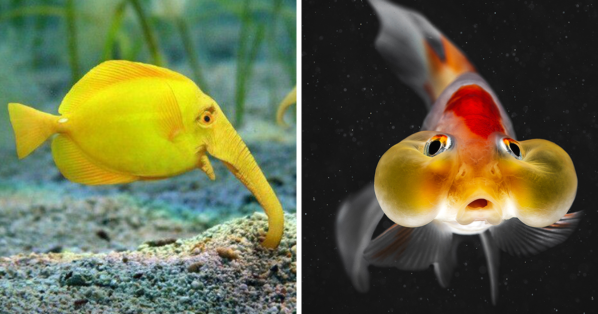 Rare Elephant Fish : Extremely Rare Fish That You May Not Know