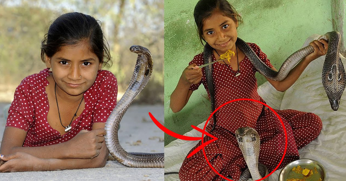 Indian Girl's Unprecedented Friendship With King Cobras Reveals A Fascinating Daily Life