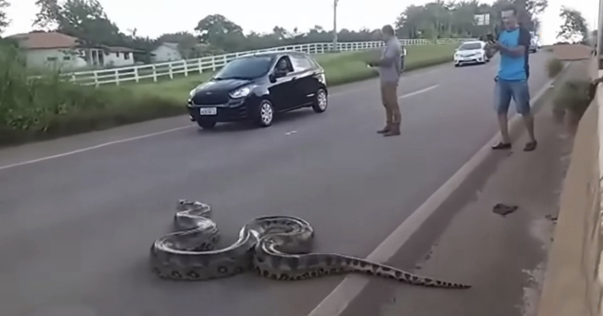 Suddenly A Gaint Snake Suddenly Appeared In The Middle Of The Road Making Passersby Panic