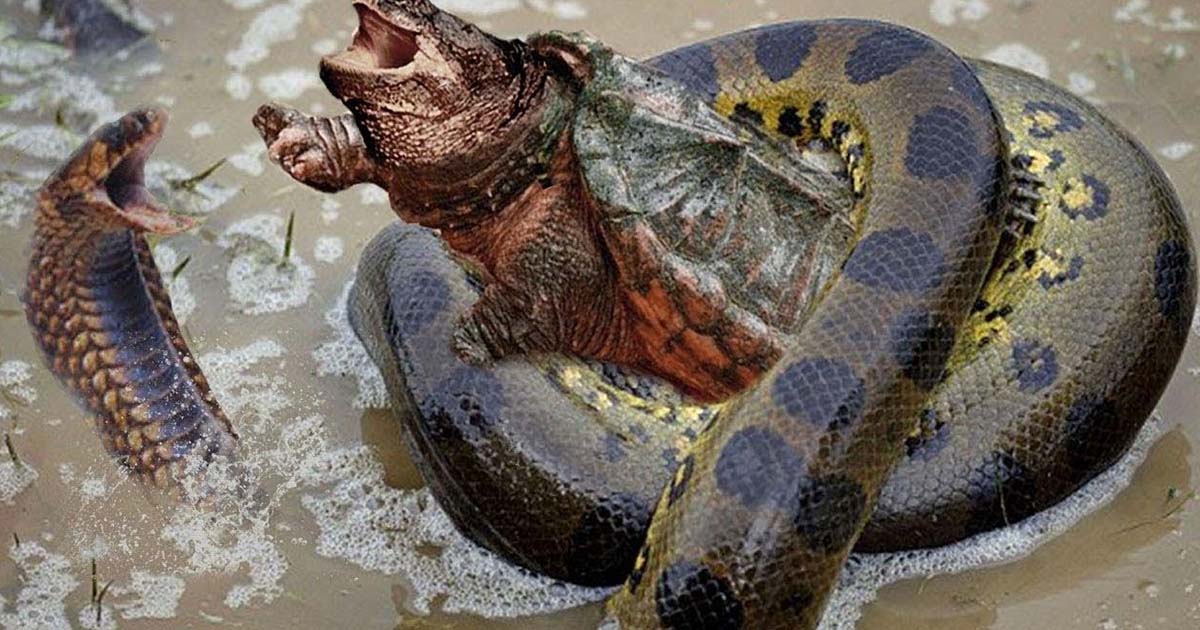 The Deadliest Attack Of A Turtle That Makes Even The Largest Snakes Tread Carefully