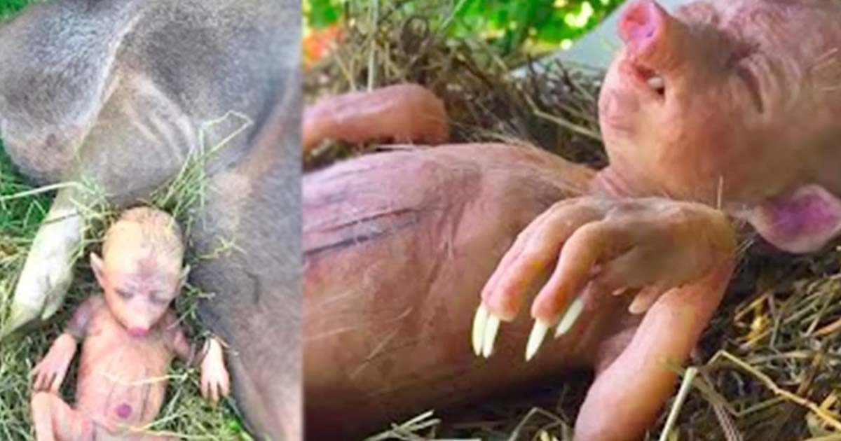 The Farmer Was Surprised To Find A Hybrid Between A Pig And A Human Lying In His Garden
