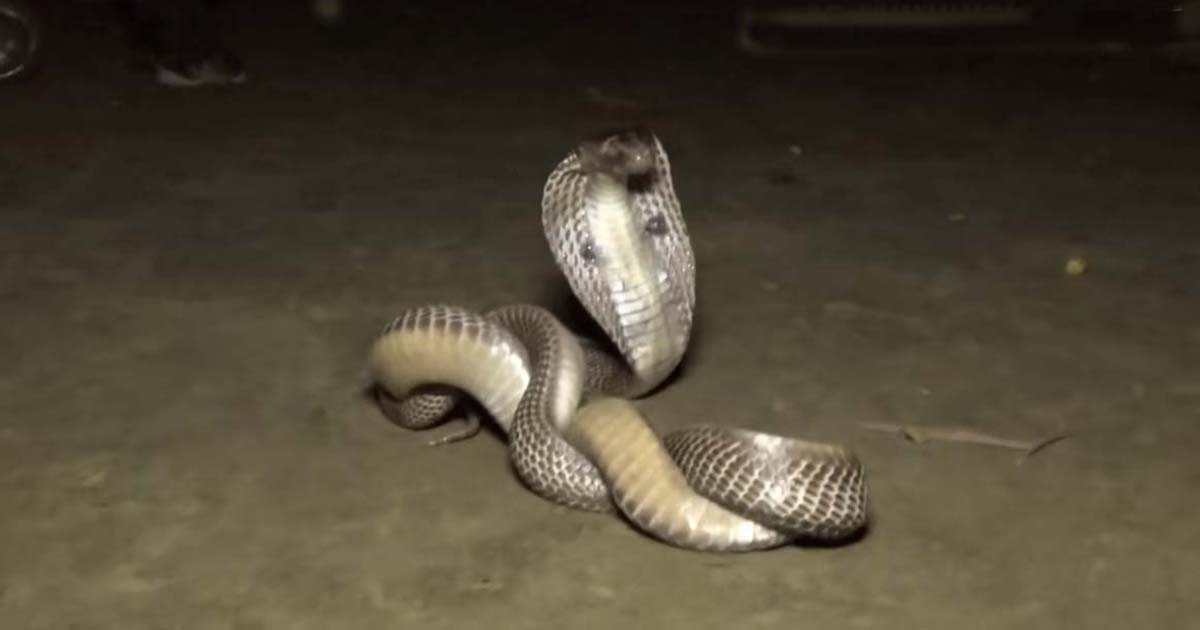 The Video Of A Man Who Can Talk To A King Cobra And Make It Work For Him