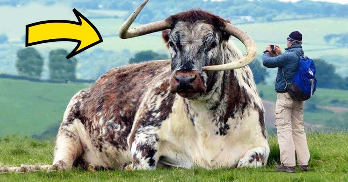 The World's Largest Cow Netizens Will Go Crazy When They See Strange Cows Like This