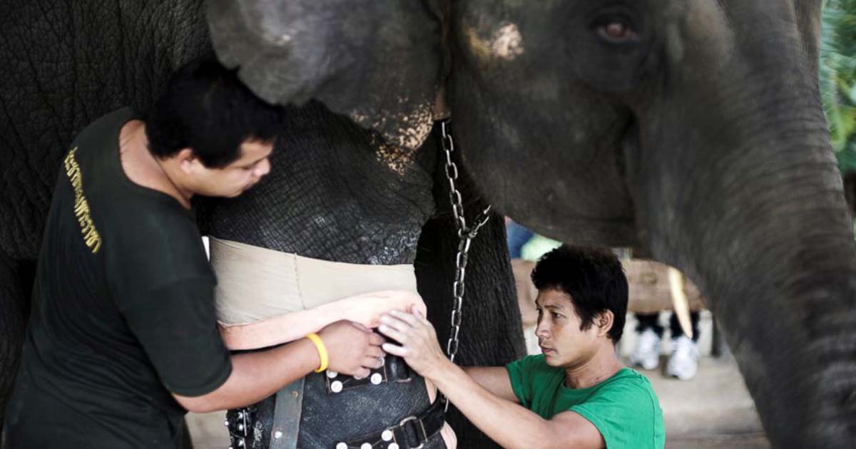 Touched By The Unforgettable Moment An Elephant Receives Its First Prosthetic After Years Of Suffering