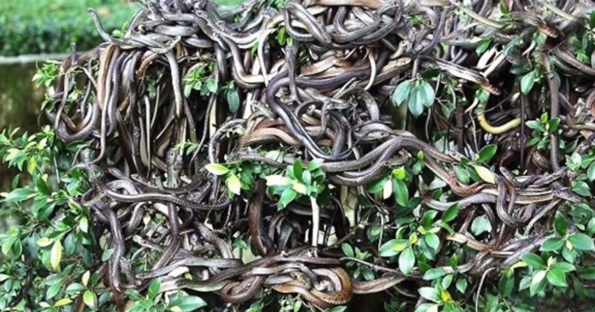 The World's Largest Snake Nest In This Forbidden Place Contains Millions Of Snakes