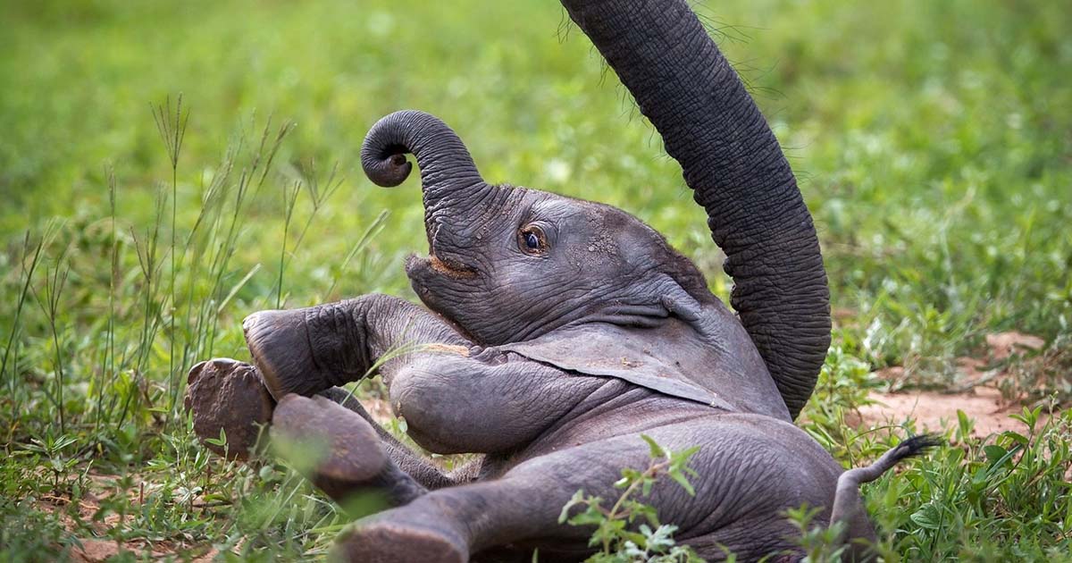 Villagers In Indonesia Were Amazed When A Mother Elephant Gave Birth To A mutant Creature Very Similar To A Human