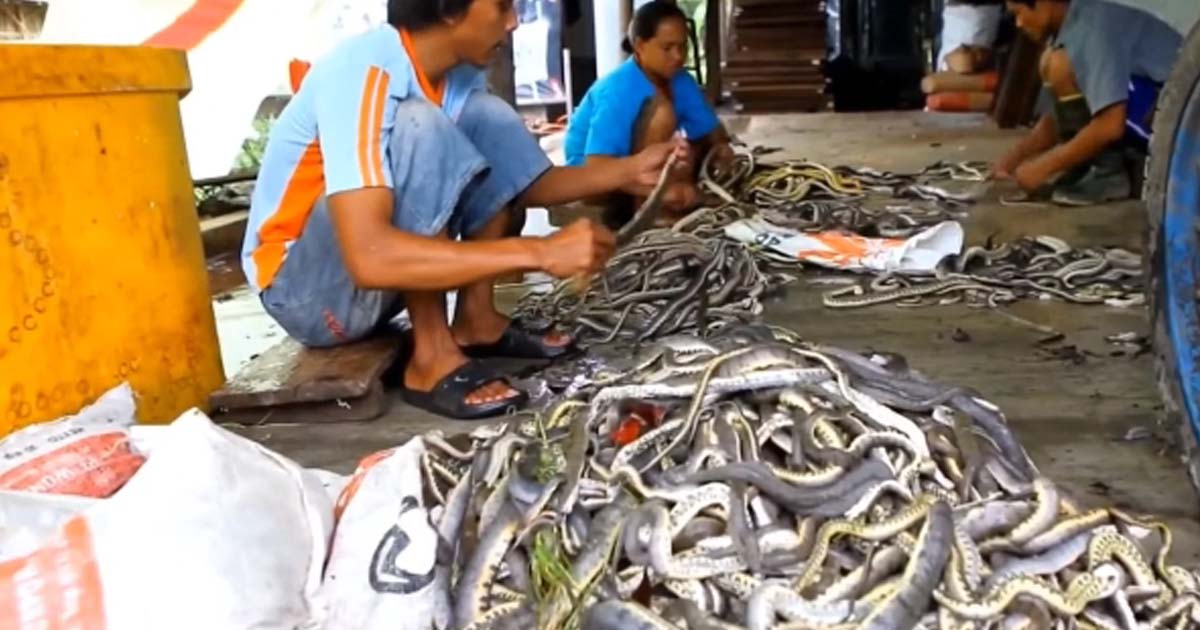Discover The Weirdest Village In The World Where People Eat And Sleep With Snakes And Get Rich Together